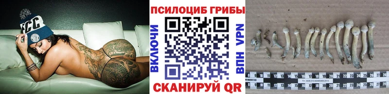 Купить где  Княгинино  Галлюциногенные грибы Psilocybe 